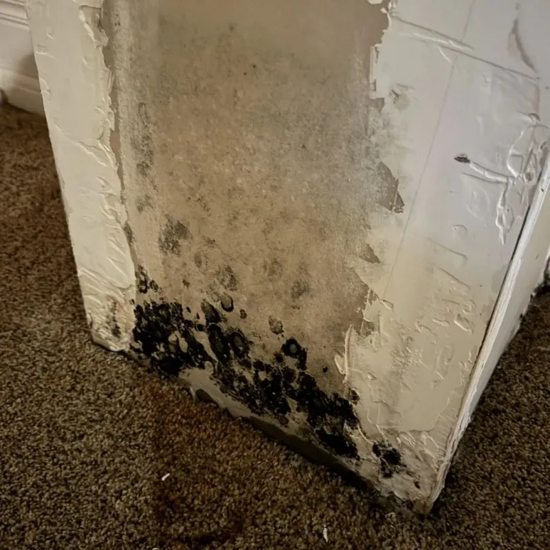 Professional Mold Removal in Spearfish, SD